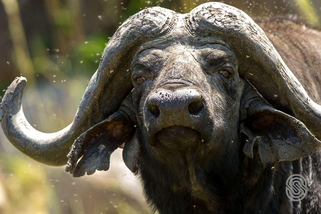 Mbuzi Mawe Serena Camp Serengeti Facilidades foto